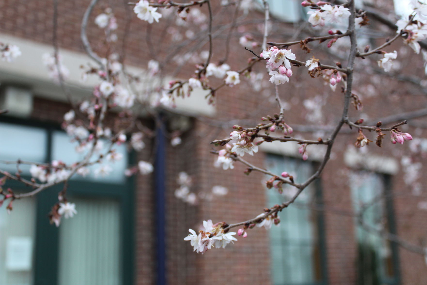 Early Bloomers
